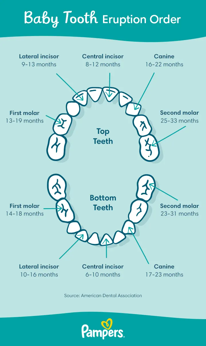 Baby tooth eruption order - the top and bottom teeth marking the teeth and the months they arrive.