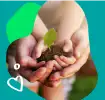 Pampers sustainable forestry practices